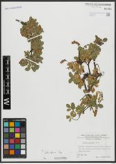 Foto von Salix alpina Scop.
